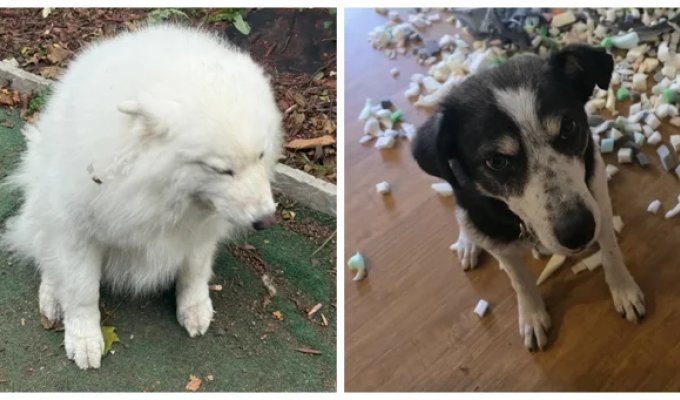 30 очаровательных пакостников, которые знают толк в дизайне и перепланировке (31 фото)