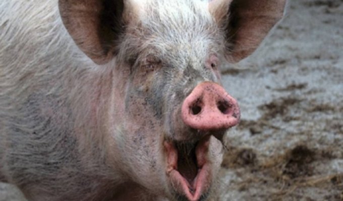 Люди - свиньи (2 фото)