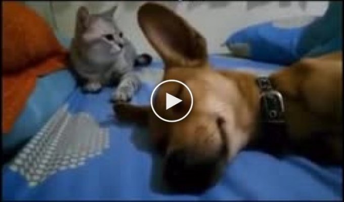 Кот наказал собаку за некультурную выходку