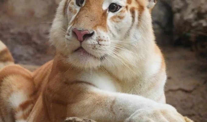 Ava - a golden tigress from Thailand, who became a new star of social networks (7 photos + video)