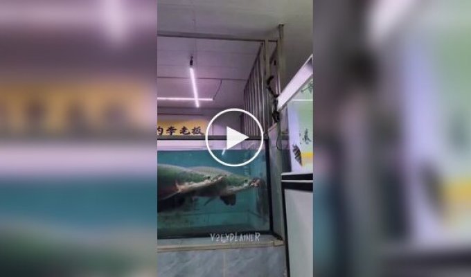Curiosity almost backfires: giant fish suddenly attacks a cat