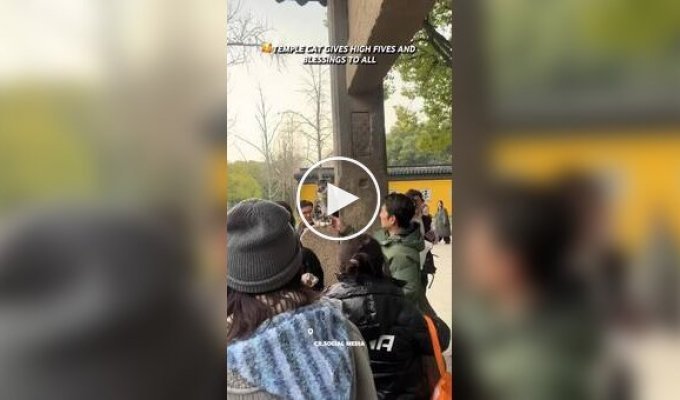 Cat "high fives" temple visitors