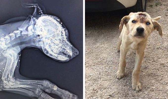Rescue of a dog whose head was shot several times (9 photos)
