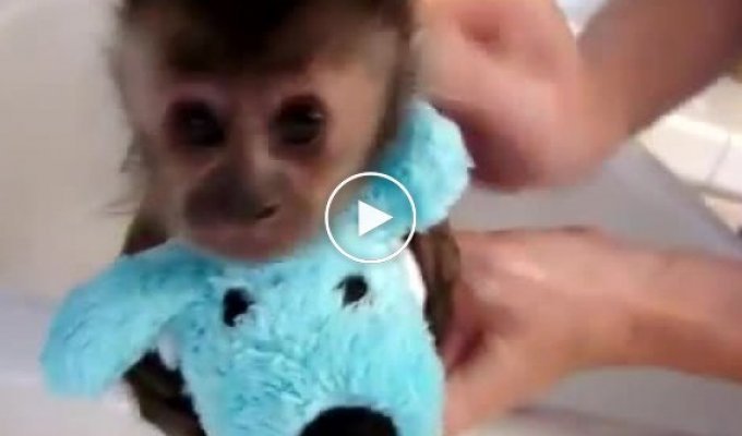 Купание крошечной обезьянки