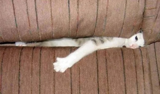 Why cats squeeze into narrow cracks, even if everything looks good to them (7 photos)