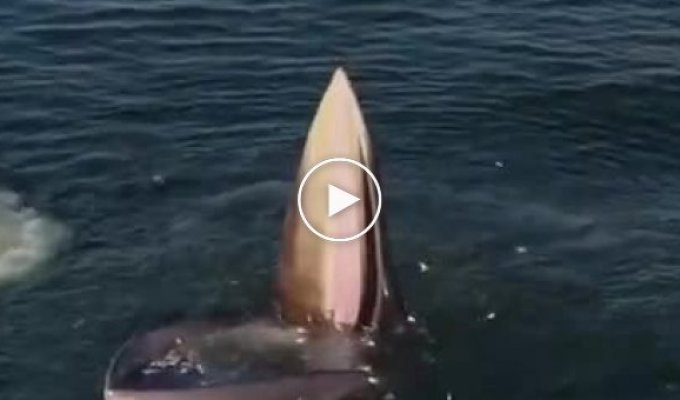 Китовая охота в Сиамском заливе