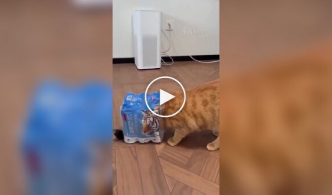 Хищник осматривает жилище человека