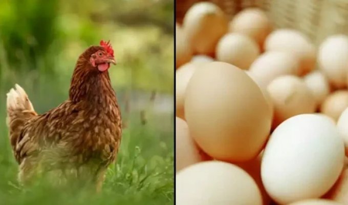 Scientists Have Found Out That the Egg Appeared Before the Chicken (4 Photos)