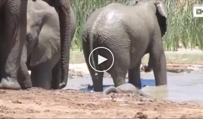 Стадо слонов спасло слоненка от смерти в грязной жиже