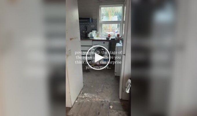 Ремонт шел по плану, пока супруги не нашли лису у себя на кухне
