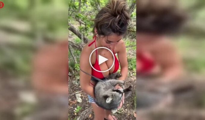 Енот полностью очарован девушкой