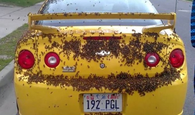 Американские пчелы любят американские машины (6 фото)