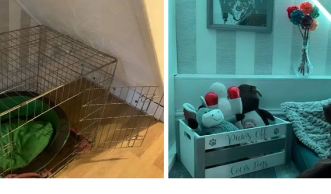 Хозяйка подарила собаке отдельную комнату (7 фото)