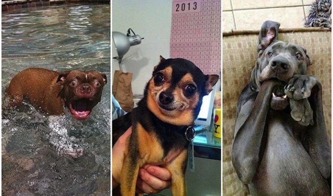 Dogs That Just Can't Even… (35 Photos)