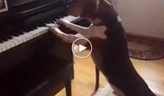 Музыкальный пес играет на пианино и поет