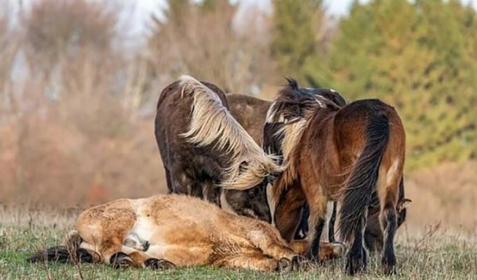 Душевный момент, в котором стадо диких лошадей помогает подняться упавшему жеребцу (5 фото + 1 видео)