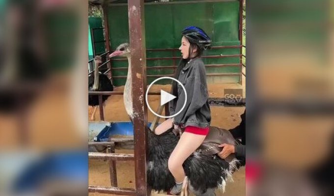 Новое развлечение у китайской молодежи — катание на страусах