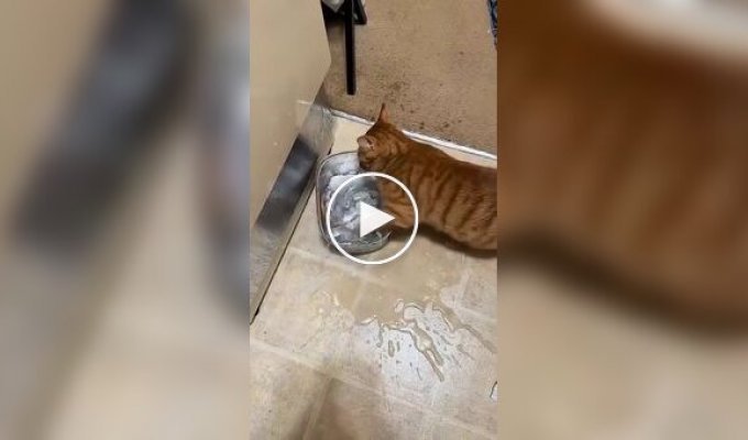 Рыжий кот, воспитанный енотами