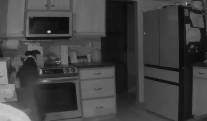 "Любопытный" щенок устроил пожар в доме, случайно включив плиту посреди ночи (2 фото + 1 видео)