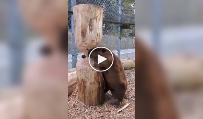 Beaver surprised tourists: Rodent put on a show at the zoo