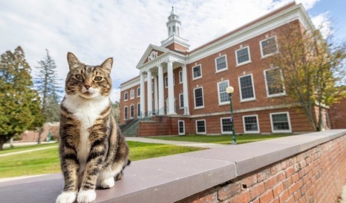 В американском вузе коту присвоили степень доктора наук (3 фото + 1 видео)