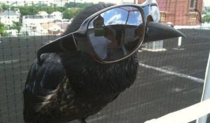 Причины, по которым не стоит заводить дома ворона (14 фото)