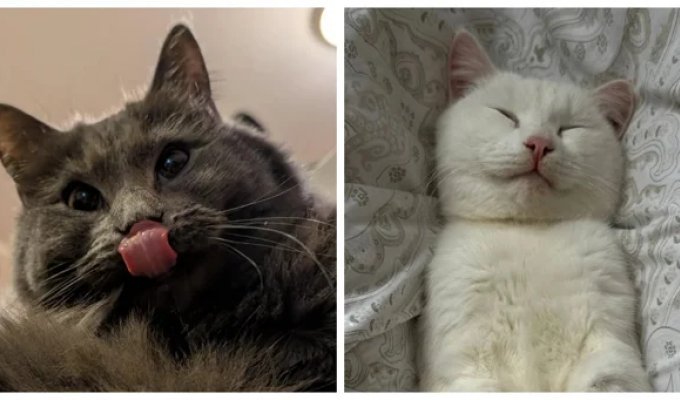 20+ выразительных мордашек, которые расскажут всё  о  важном без  слов (21 фото)