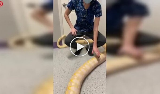 Бирманский питон-альбинос и проблема, о которой владельцы не знали