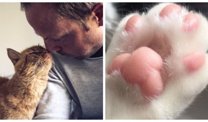 10 Ways Cats Show Their Love (11 photos)