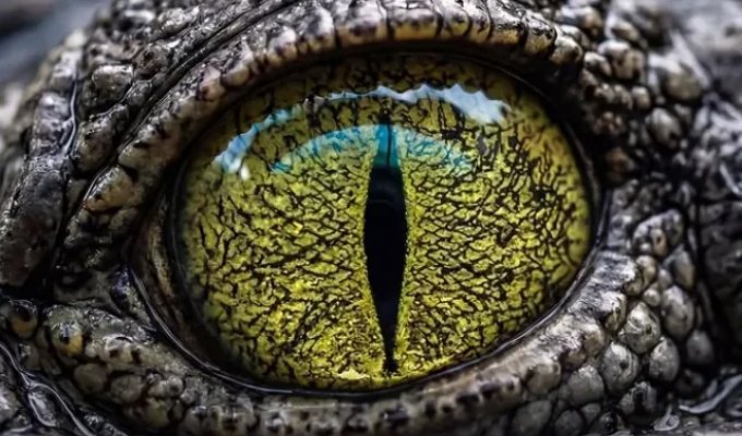 Самые красивые глаза в природе (10 фото)