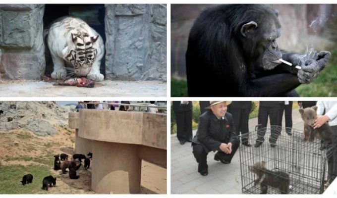 Pyongyang Central Zoo: When Modernization Didn't Help (12 photos + 3 videos)