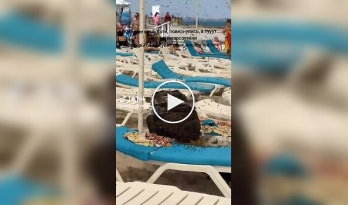 Во время отдыха на пляже семья обнаружила, что их вещи захватили сотни пчел