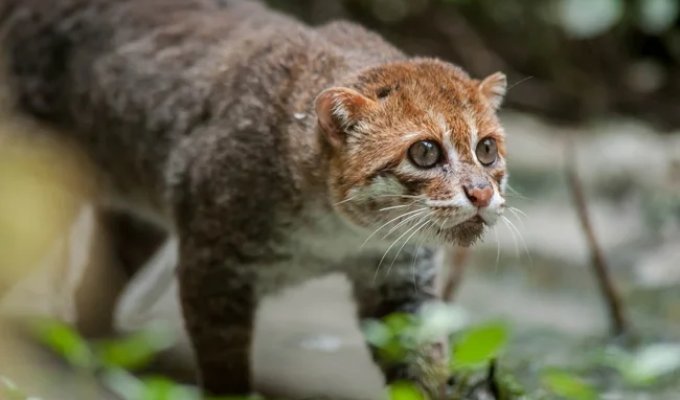 Суматранская кошка: крошечные водяные хищники Азии (7 фото)