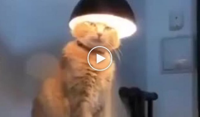 Святий Євлампій медитуючий під лампою кіт