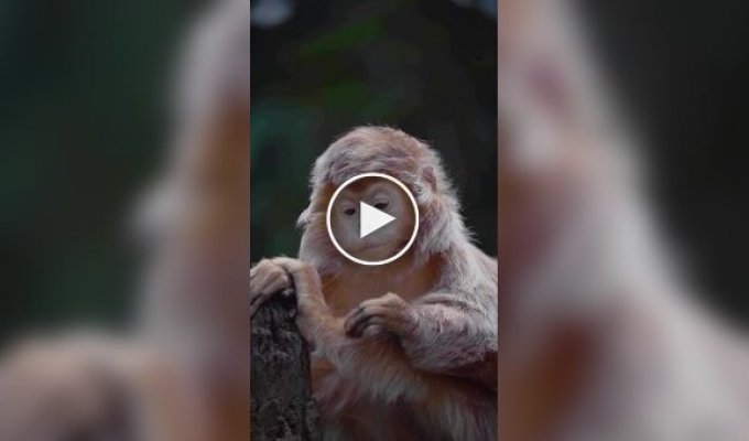 Блестящий гульман - самая фотогеничная обезьяна