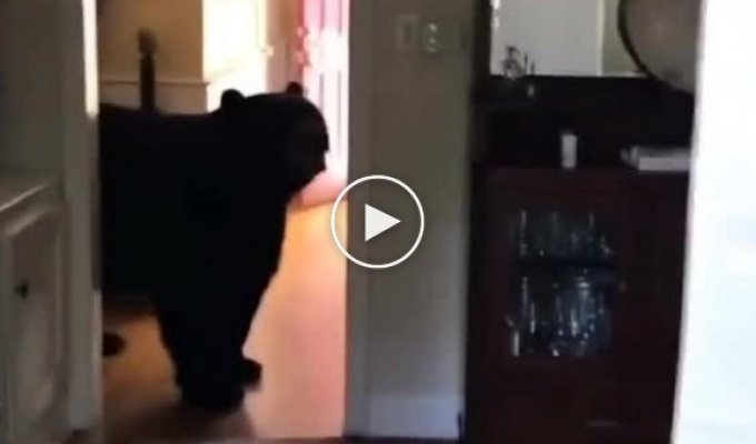 В Калифорнии огромный медведь забрался прямо в дом