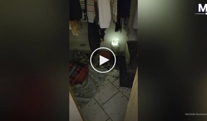 Девочка почти неделю прятала кроликов в шкафу