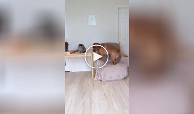Собака учит кота играть с ним