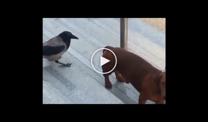 Ворона и собака