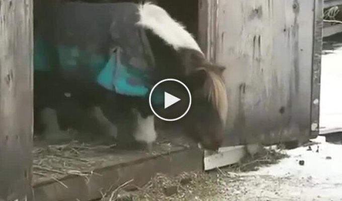 Пони готовится к одному из главных прыжков в жизни