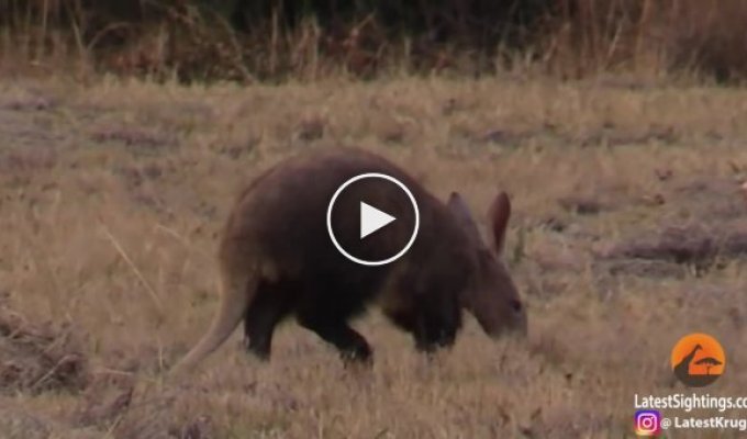 Стремительный бросок гиены в попытке добыть трубкозуба попал на видео
