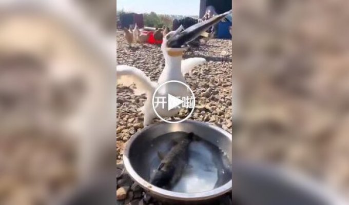 Прожорливый баклан