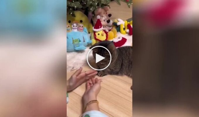 The girl wanted to show a trick to the cat, but everything didn’t go according to plan