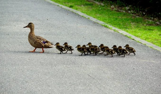 Почему утята ходят гуськом, а цыплята — толпой? (5 фото)