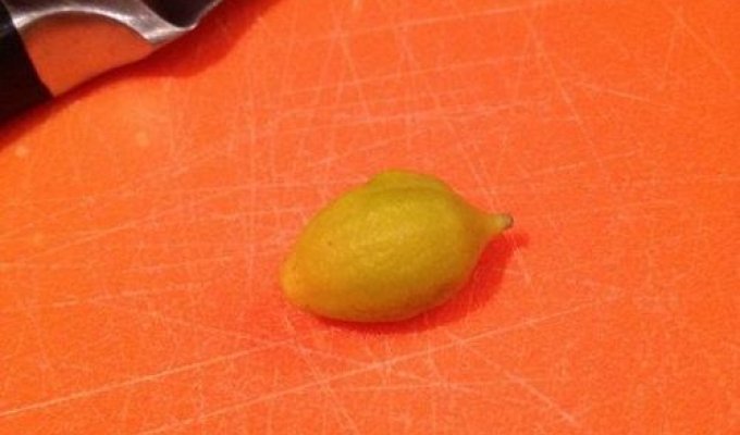 Сделал закуску из декоративного лимона (3 фото)