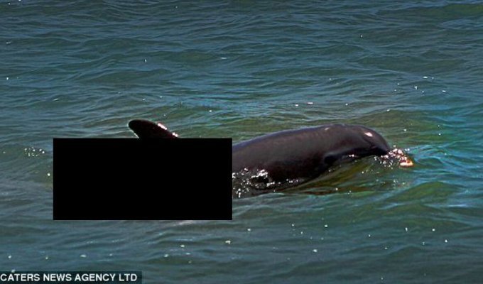 Розовый дельфин (2 фото)