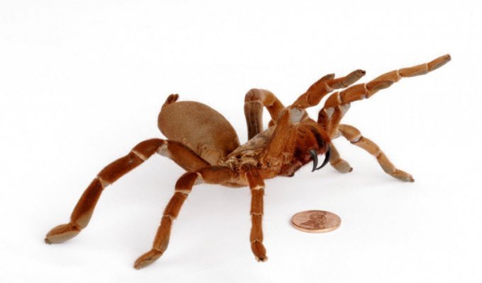 Топ-15: Самые опасные пауки в мире (15 фото)