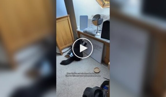 Кот внес коррективы в цели хозяйки на 2026 год