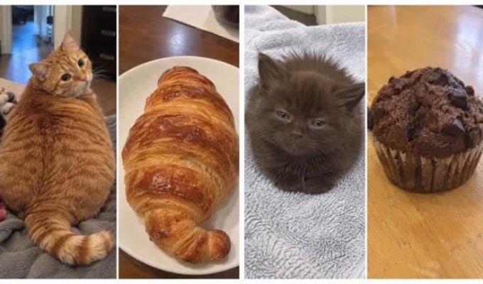 Cat or Croissant? 21 Side-by-Side Photos That Will Change How You Look at Breakfast (22 photos)