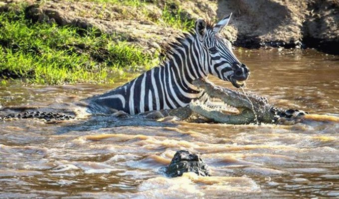 Зебра отбилась от крокодилов и умудрилась покусать одного из них (3 фото)